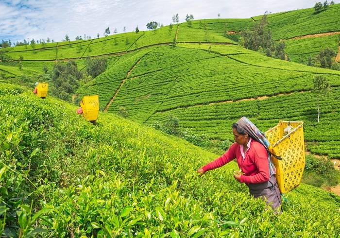 ঋণের অর্থ চা দিয়ে শোধ করবে শ্রীলংকা