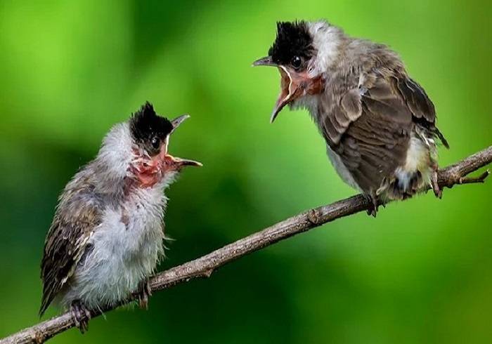 ডিভোর্স বাড়ছে পাখিদেরও, জড়াচ্ছে পরকীয়ায়!